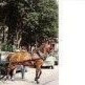 Meet your Posher, Annette